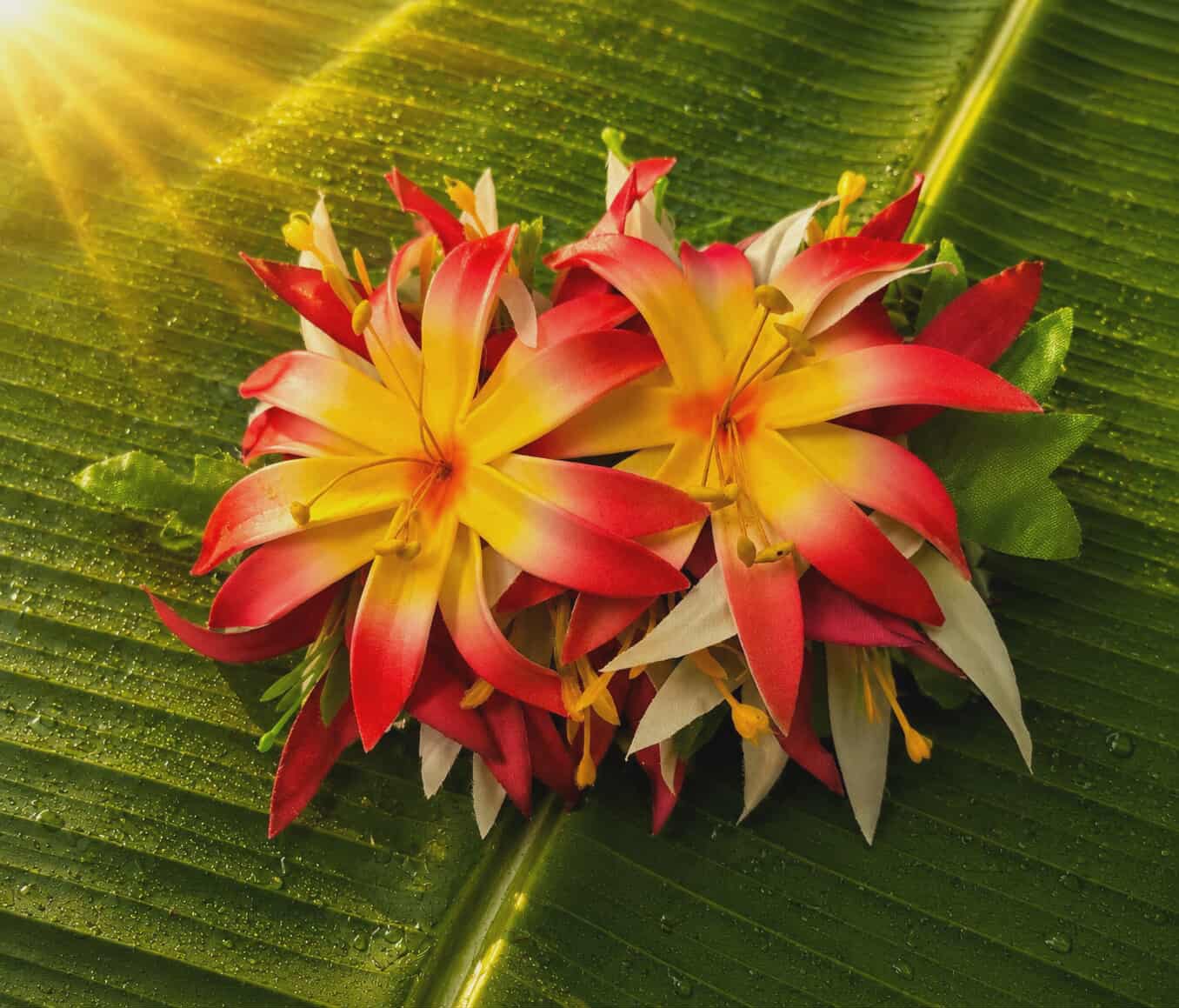Island Sunrise Hari Flower Hair Clip