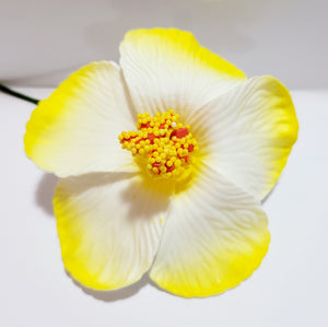 Hlibiscus White flower with shades of yellow