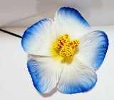 Hibiscus White flower with shades of blue