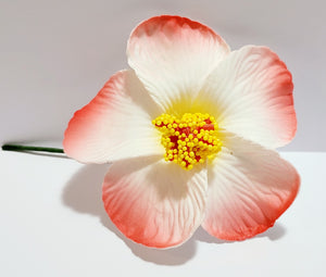 Hibiscus White flower with shades of red