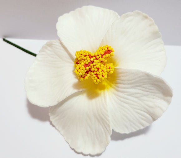 Hibiscus White flower