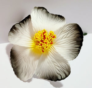 Hibiscus White flower with shades of black