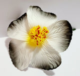 Hibiscus White flower with shades of black