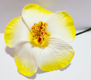 Hibiscus White Petals with shades of Yellow