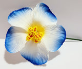 Hibiscus White flower with shades of blue